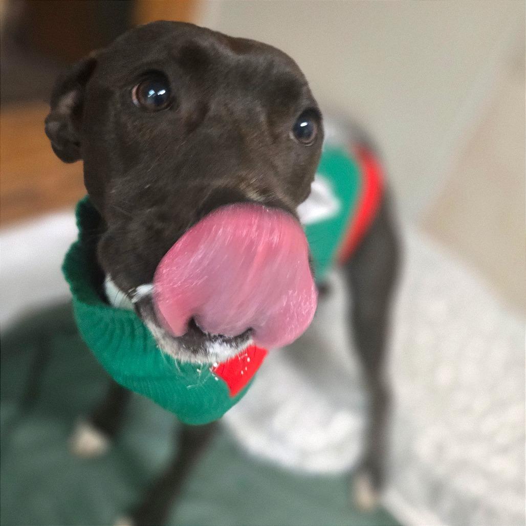 Enlarge Molly, a Adoptable Mixed Breed in Chattanooga, TN image 2/6