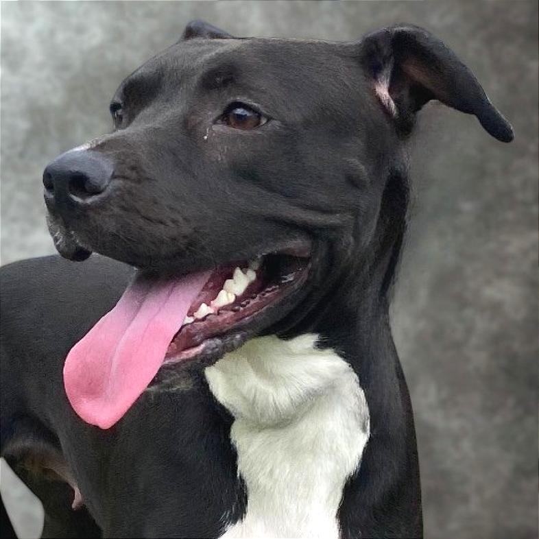 Enlarge Molly, a Adoptable Mixed Breed in Chattanooga, TN image 3/6