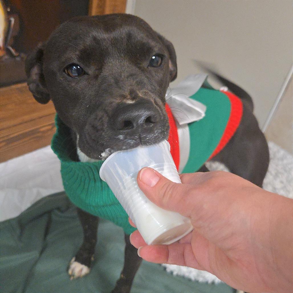 Enlarge Molly, a Adoptable Mixed Breed in Chattanooga, TN image 4/6