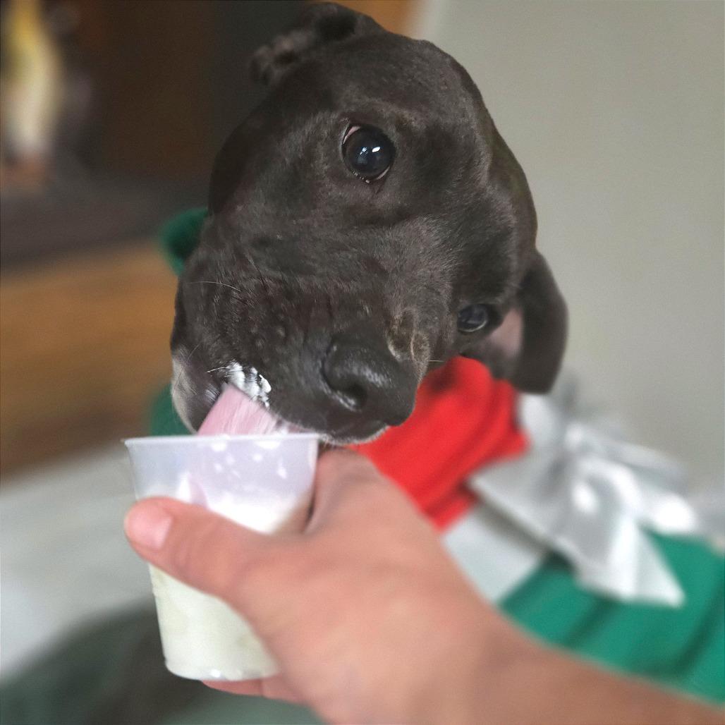 Enlarge Molly, a Adoptable Mixed Breed in Chattanooga, TN image 5/6