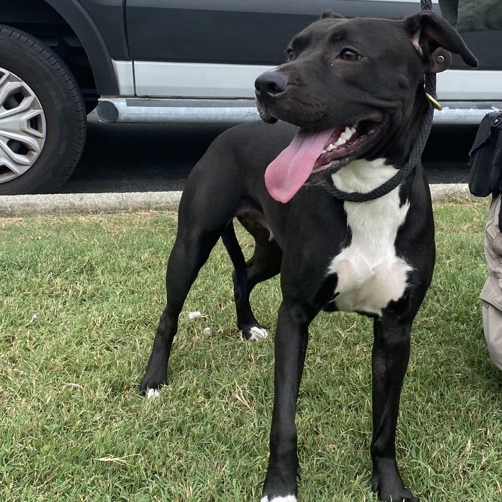 Enlarge Molly, a Adoptable Mixed Breed in Chattanooga, TN image 6/6