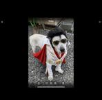 Elvis, Adoptable, Adult Male Mixed Breed.