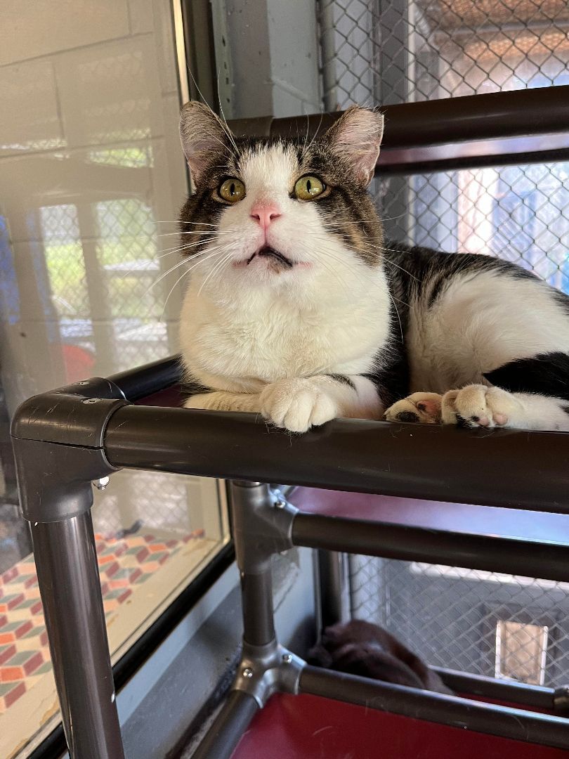 Enlarge Cheeks , a Adoptable Domestic Short Hair in East Northport, NY image 2/6