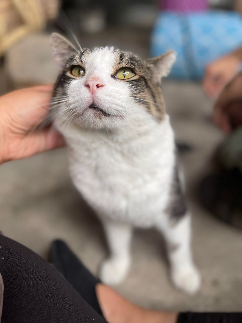 Enlarge Cheeks , a Adoptable Domestic Short Hair in East Northport, NY image 3/6