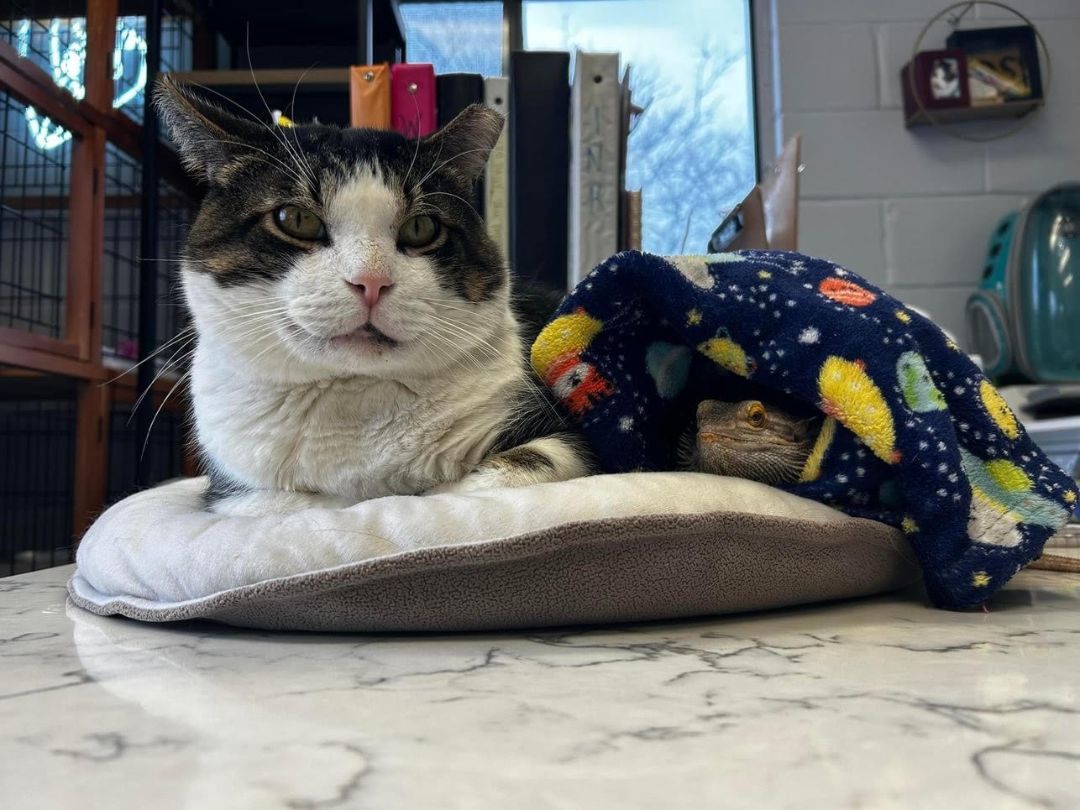 Enlarge Cheeks , a Adoptable Domestic Short Hair in East Northport, NY image 4/6