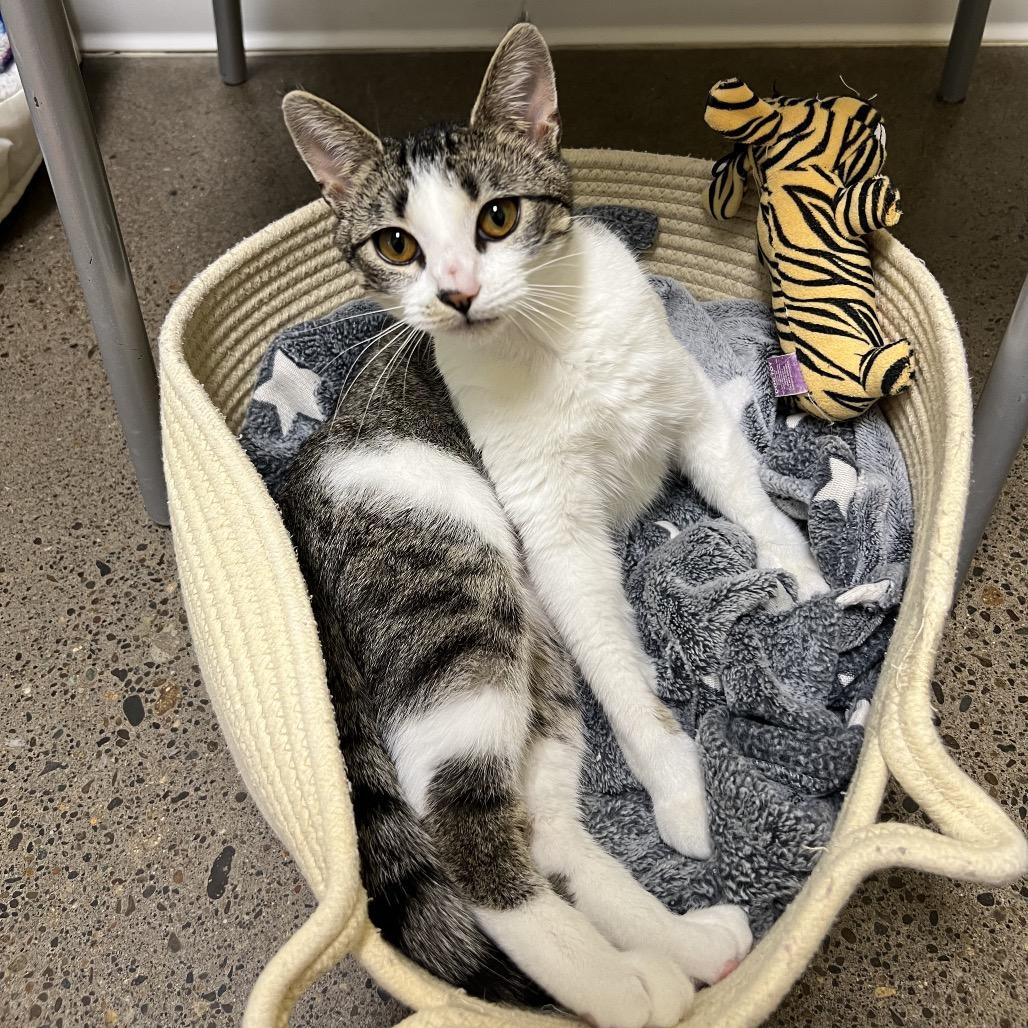 Enlarge Pisa, a Adoptable Domestic Short Hair in Keizer, OR image 1/3