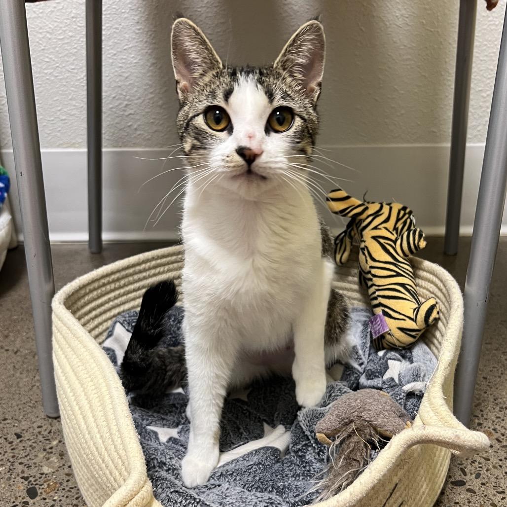 Enlarge Pisa, a Adoptable Domestic Short Hair in Keizer, OR image 2/3