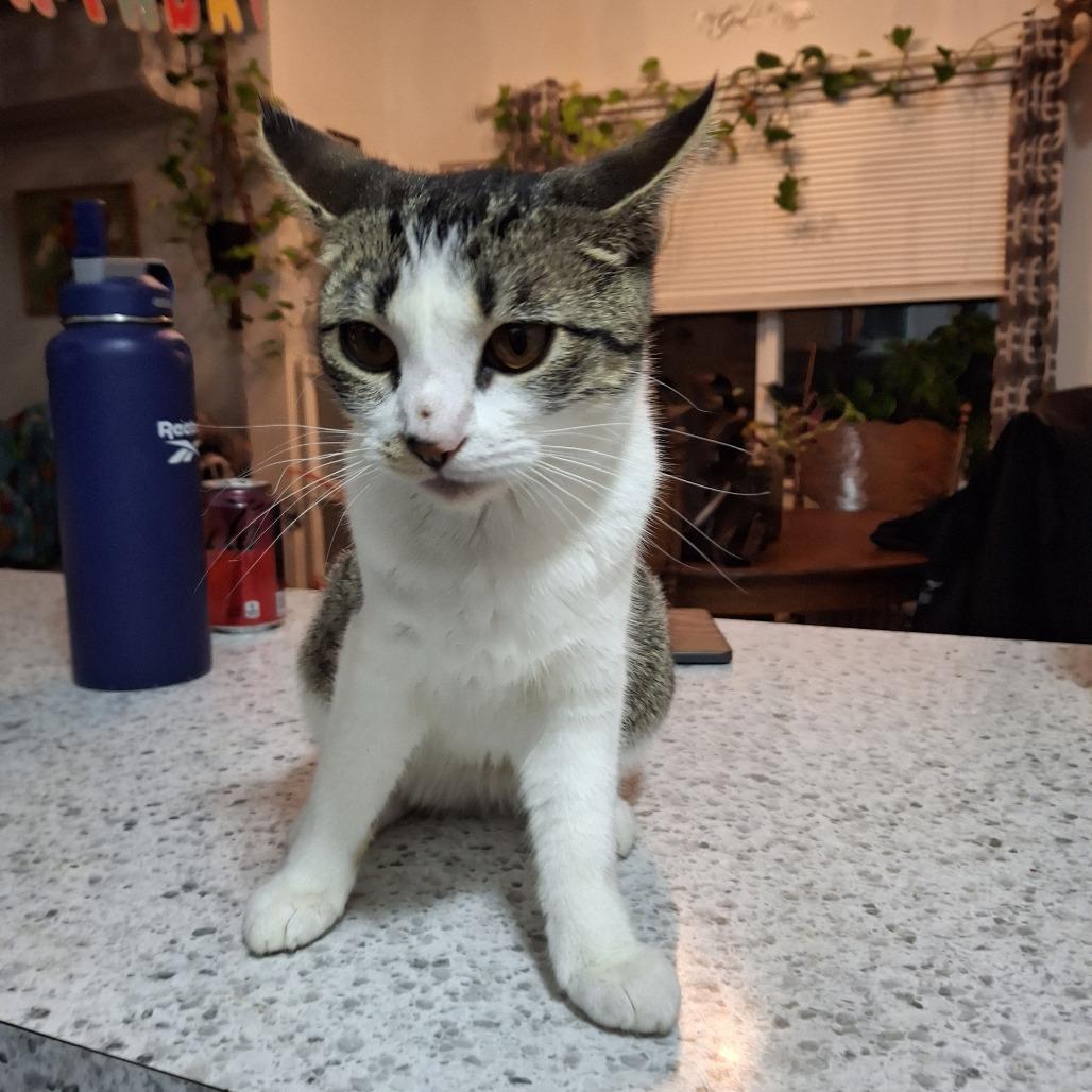 Enlarge Pisa, a Adoptable Domestic Short Hair in Keizer, OR image 3/3