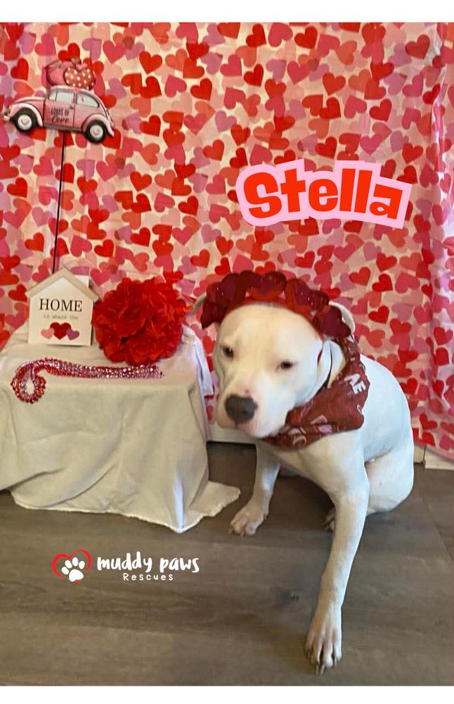 Stella — thumbnail 2