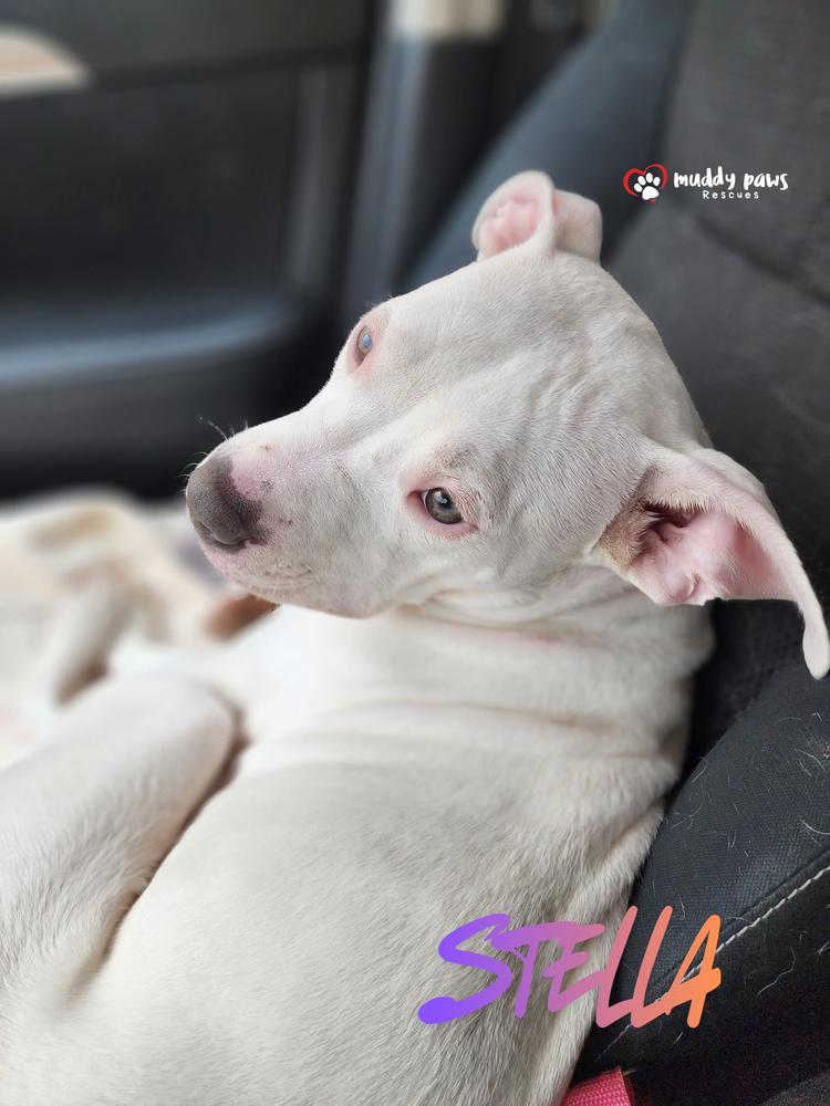 Stella — thumbnail 3