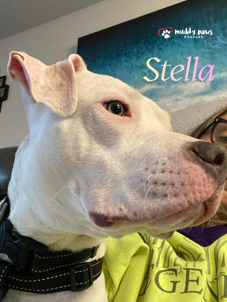 Stella — thumbnail 5