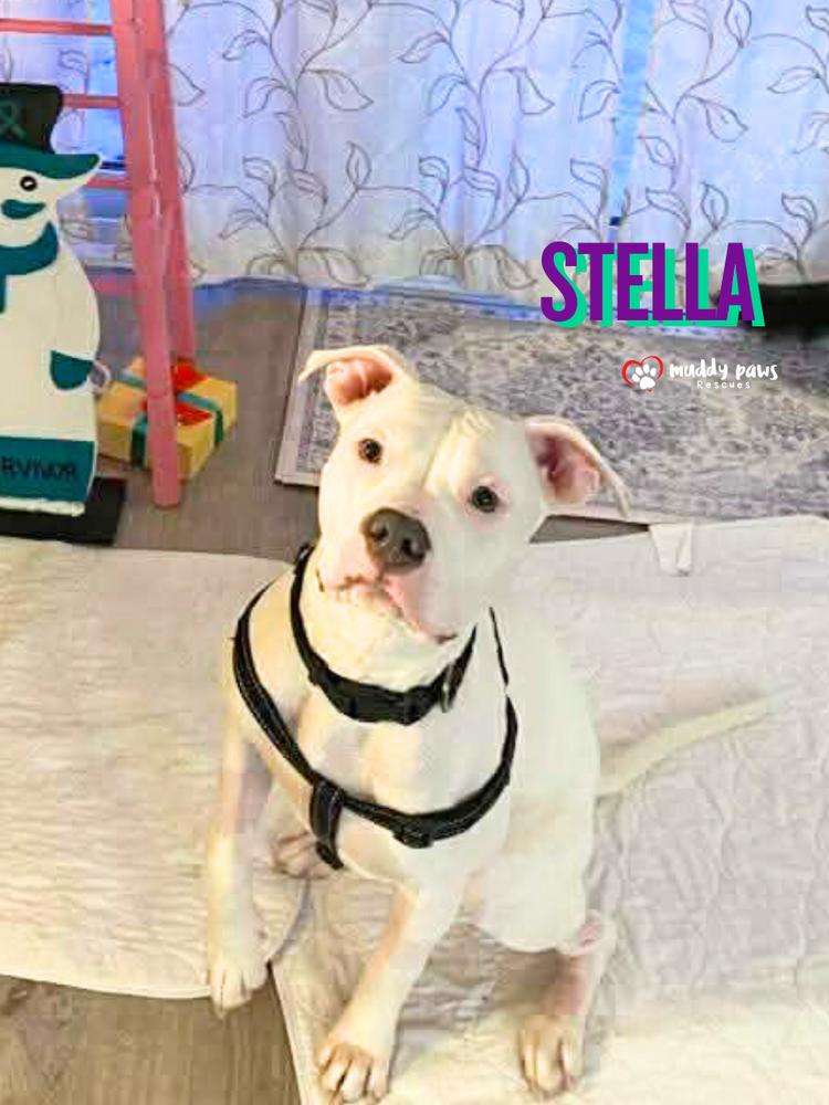 Stella — thumbnail 6