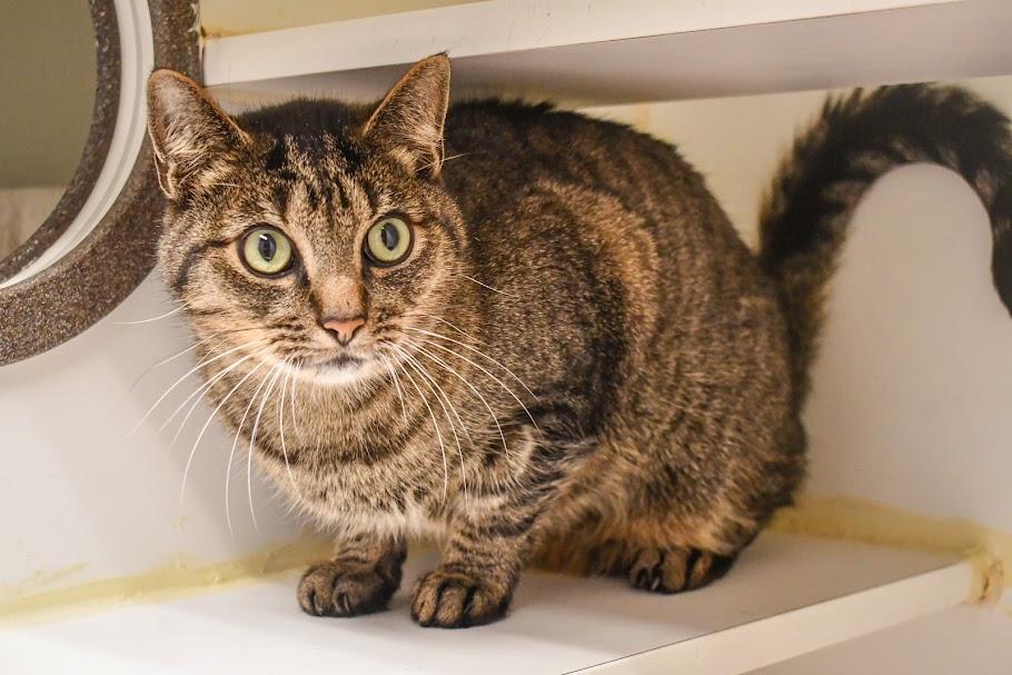 Enlarge Link & Zelda, a Adoptable Domestic Short Hair in Bellingham, WA image 2/3