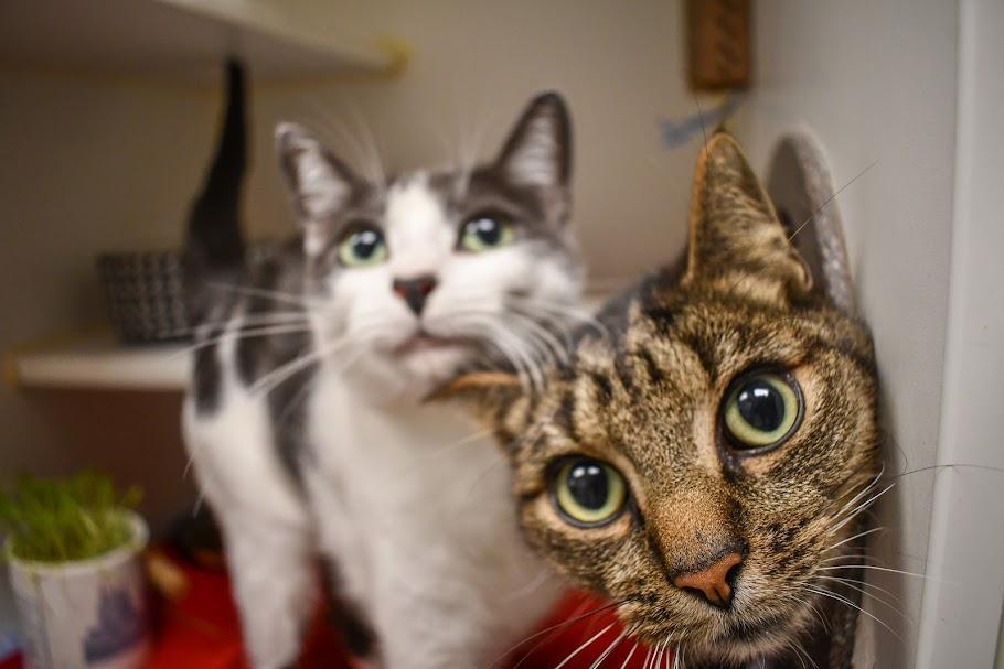 Link & Zelda, Adoptable, Adult Male Domestic Short Hair.