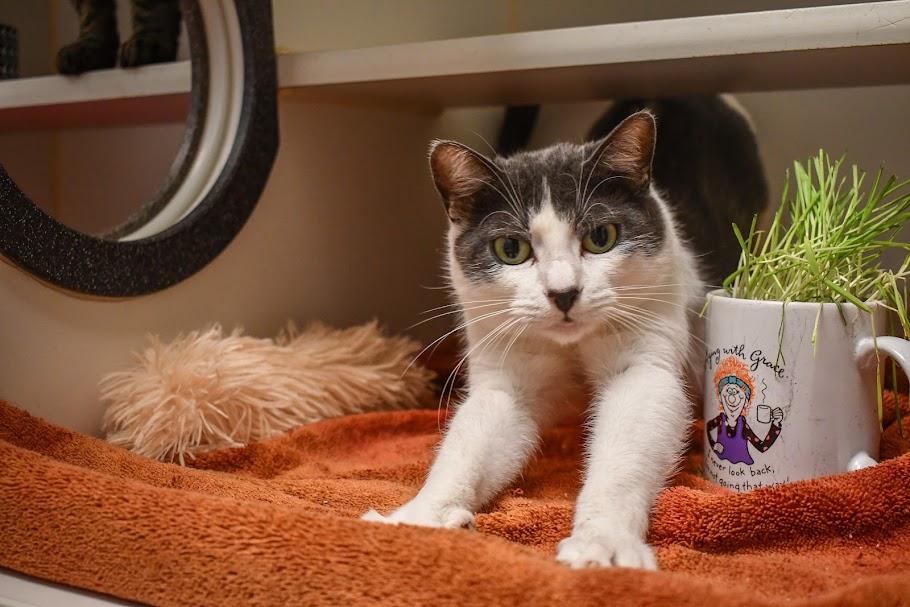 Enlarge Link & Zelda, a Adoptable Domestic Short Hair in Bellingham, WA image 3/3