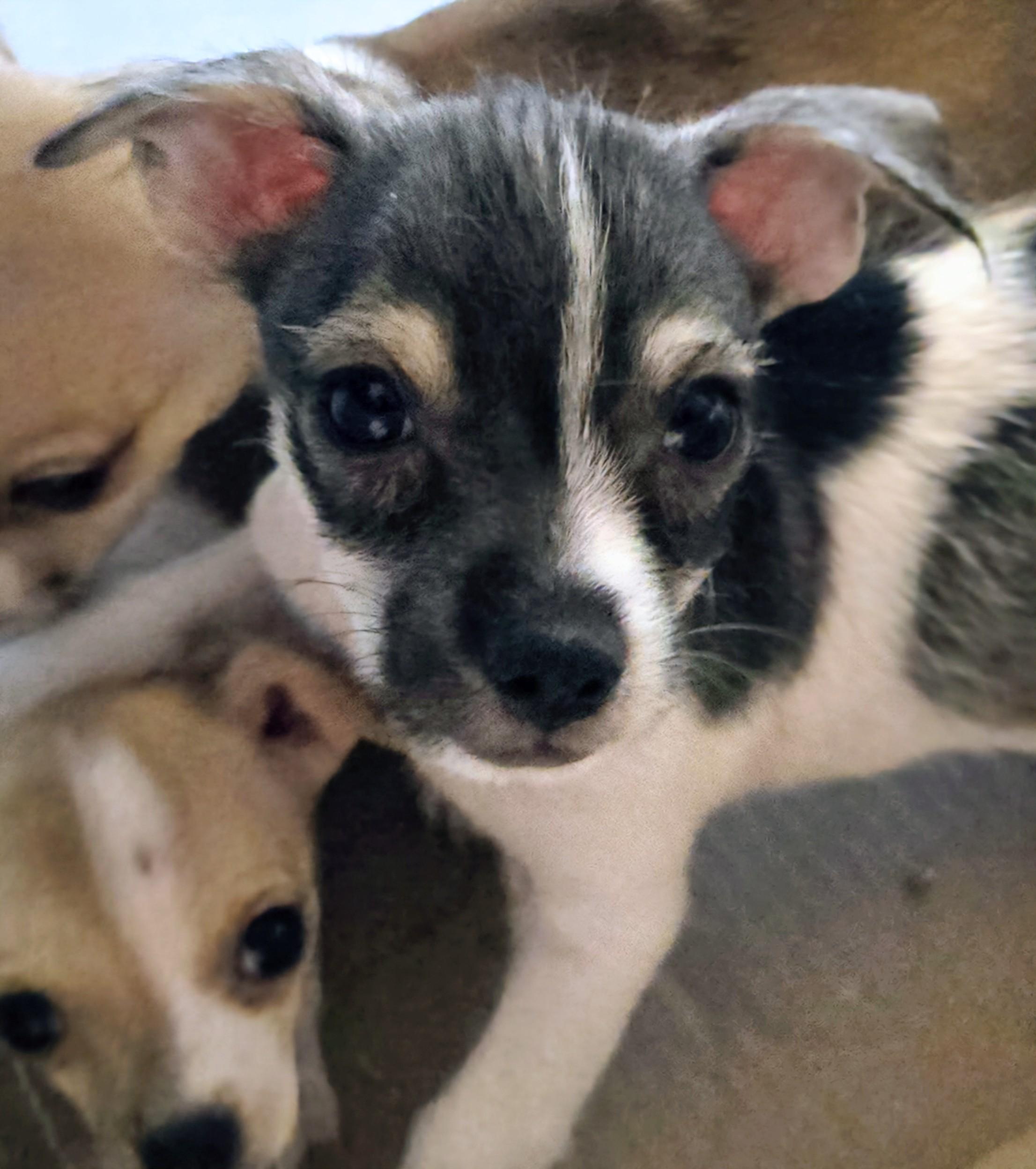 Billie Bean, a ADOPTABLE mixed breed in Saint David, AZ image 2/2