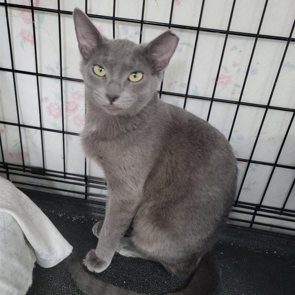 Pepper, Adoptable, Adult Female Domestic Short Hair & Russian Blue.