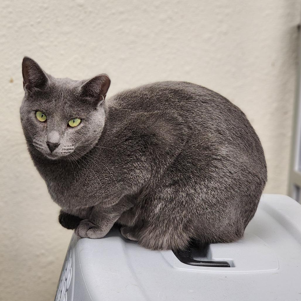 Enlarge Pepper, a Adoptable mixed breed in Monroe, MI image 2/2