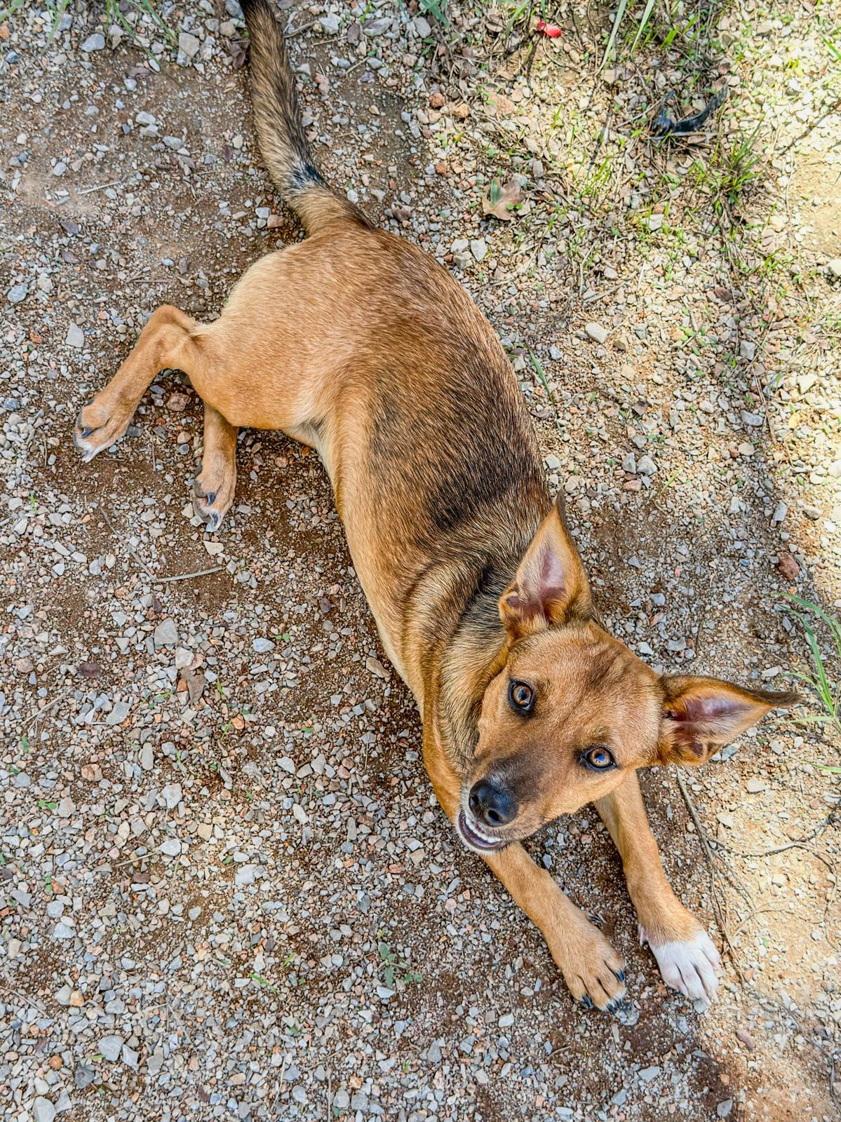 Enlarge Ginger, a Adoptable mixed breed in Marble Falls, TX image 2/2