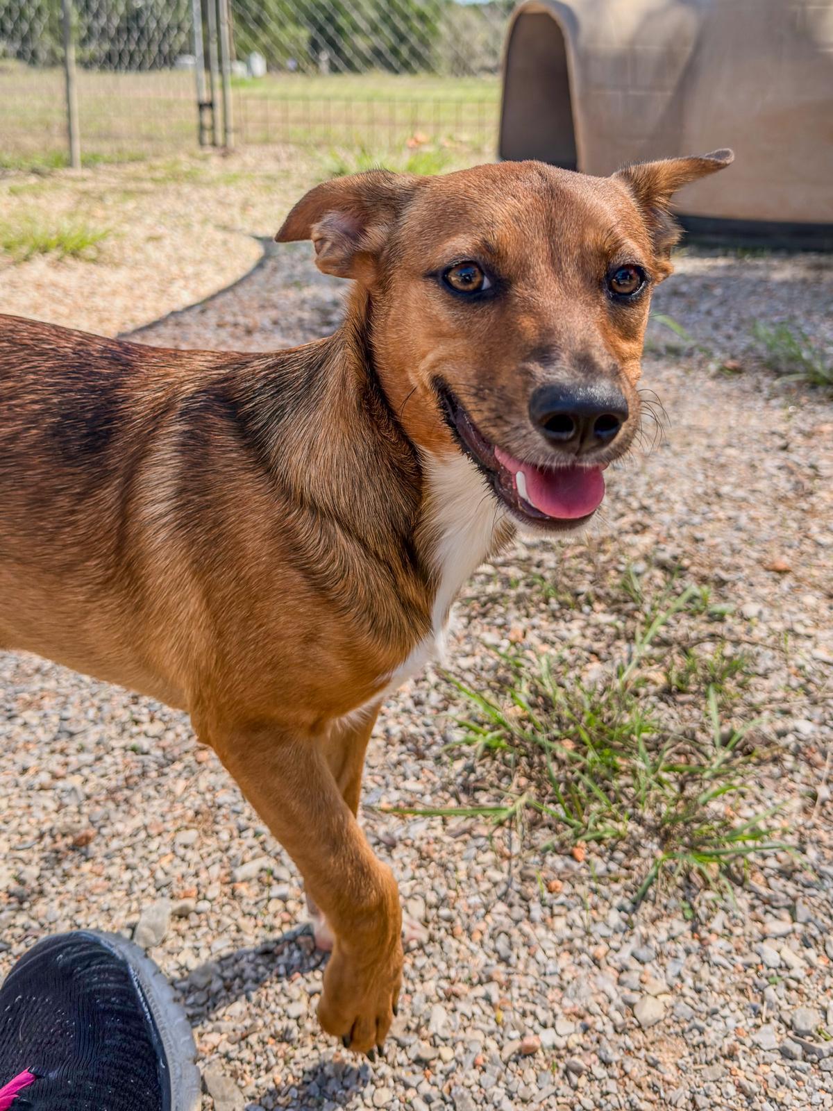 Ginger, Adoptable, Young Female Chihuahua.