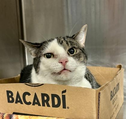 Debbie, ADOPTABLE, Adult Female Domestic Short Hair.
