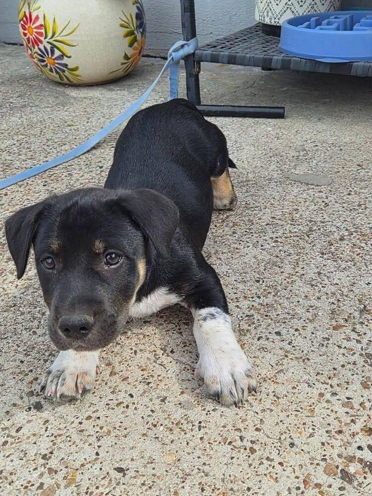 Enlarge Shorty, a ADOPTABLE mixed breed in Commerce City, CO image 2/3