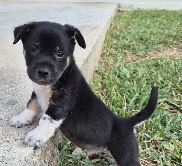 Enlarge Shorty, a ADOPTABLE mixed breed in Commerce City, CO image 3/3