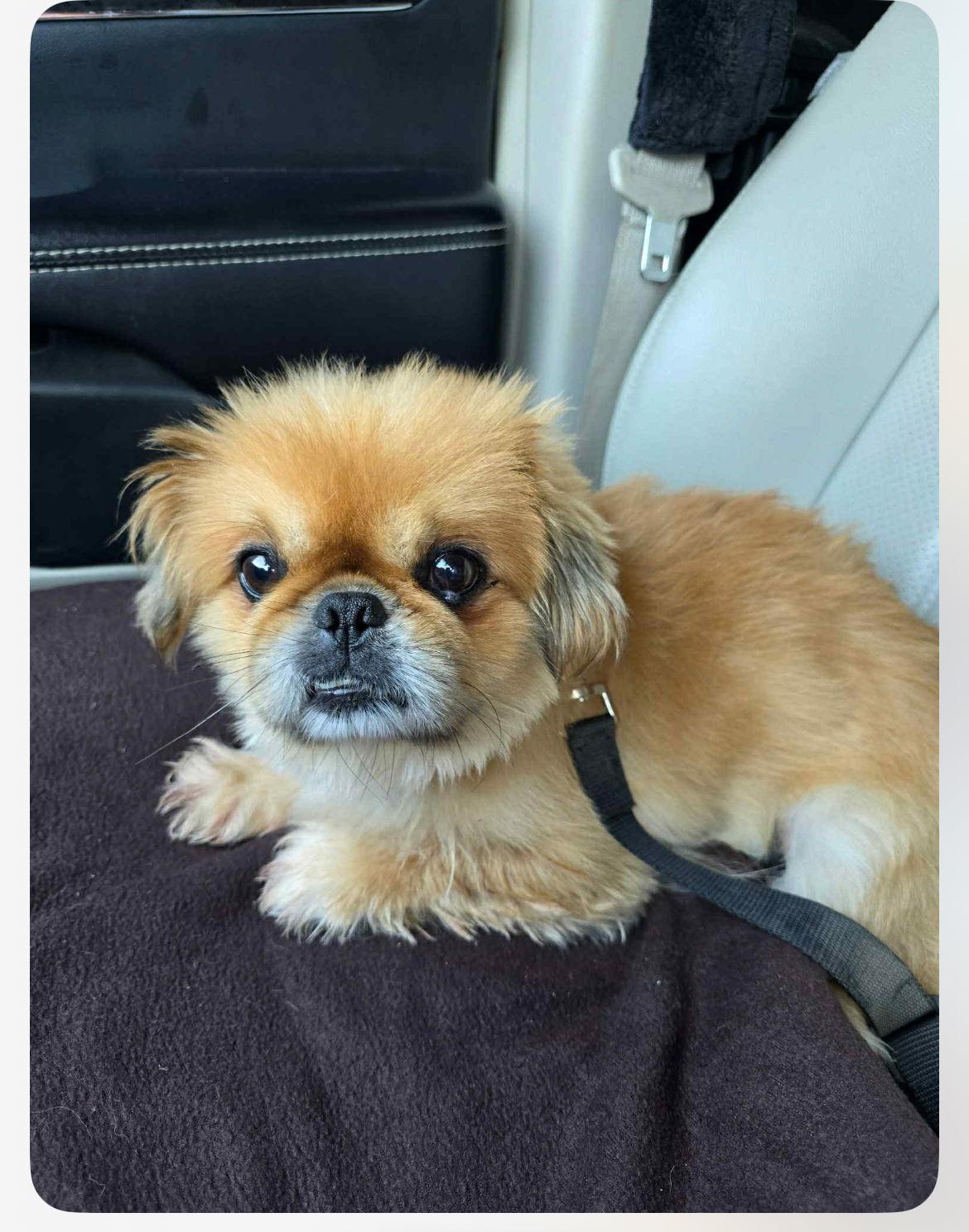 Leo, Adoptable, Adult Male Pekingese.