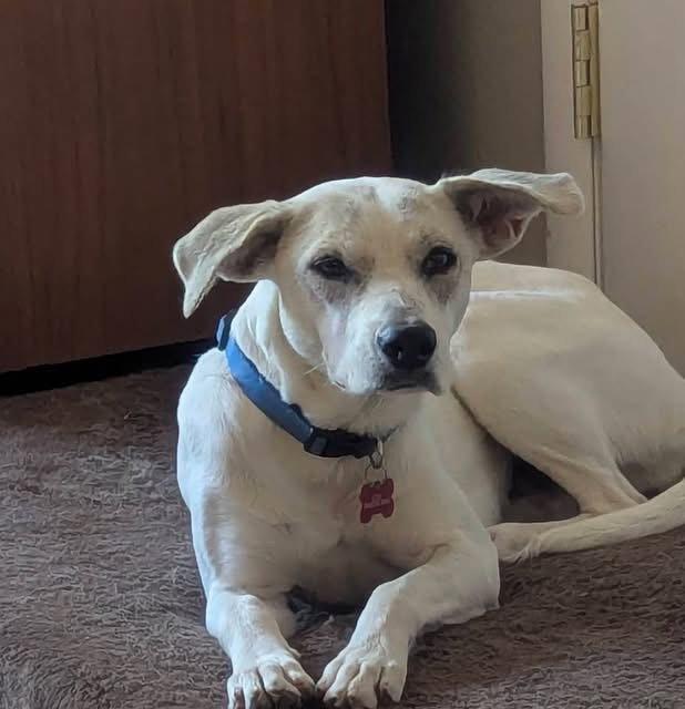 Enlarge Didi, a Adoptable Mixed Breed in Fort Collins, CO image 1/3
