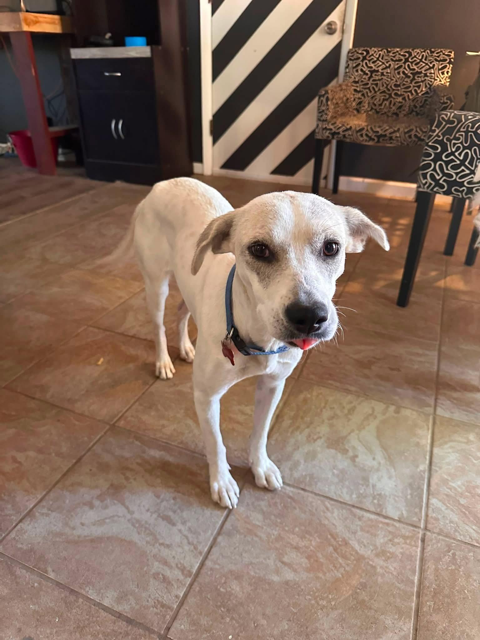 Enlarge Didi, a Adoptable Mixed Breed in Fort Collins, CO image 3/3