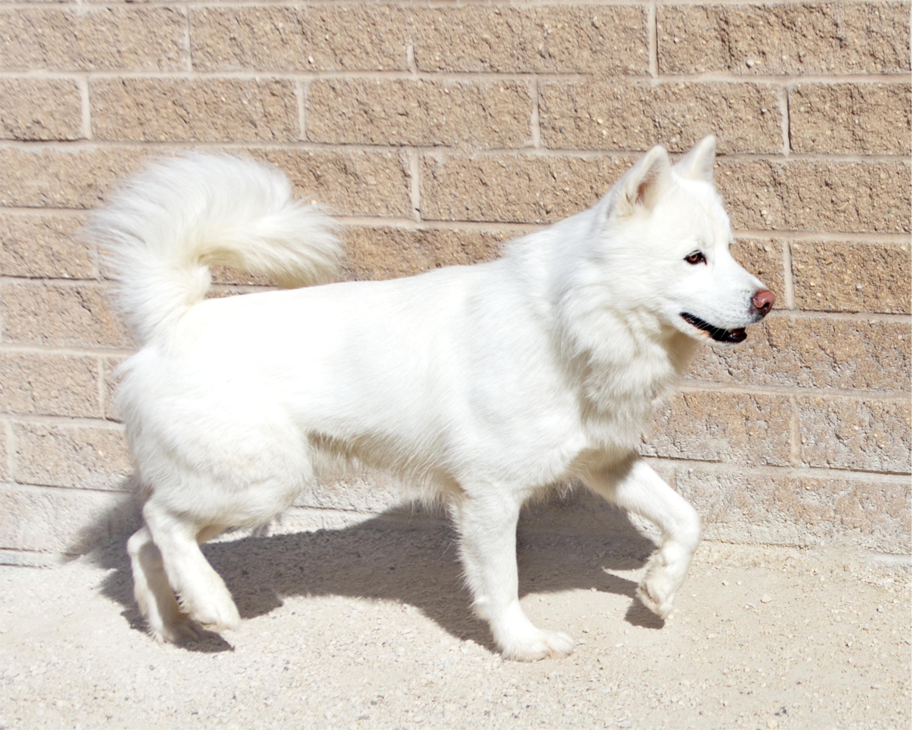Enlarge Tom, a Adoptable mixed breed in Winnipeg, MB image 3/4