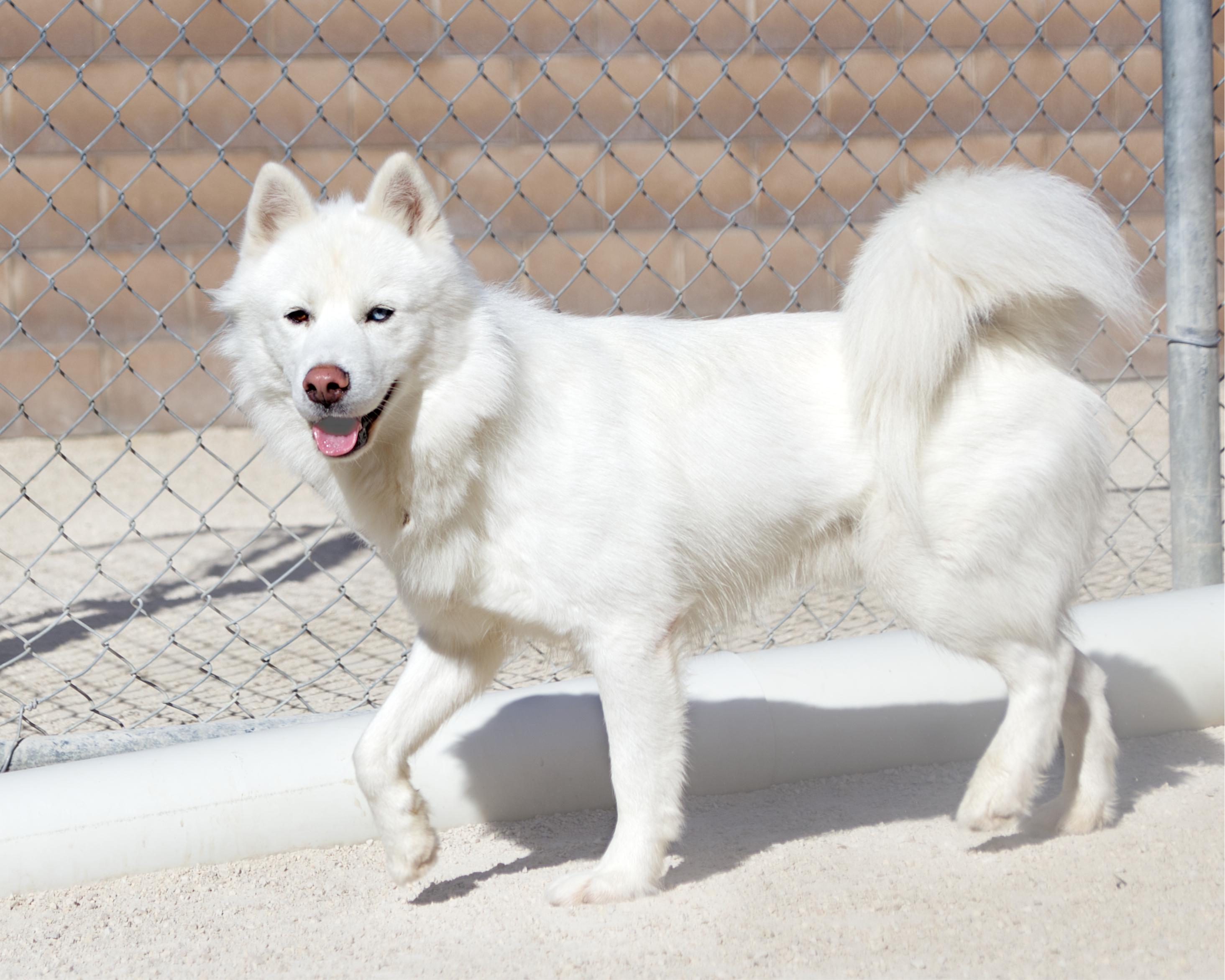 Enlarge Tom, a Adoptable mixed breed in Winnipeg, MB image 4/4