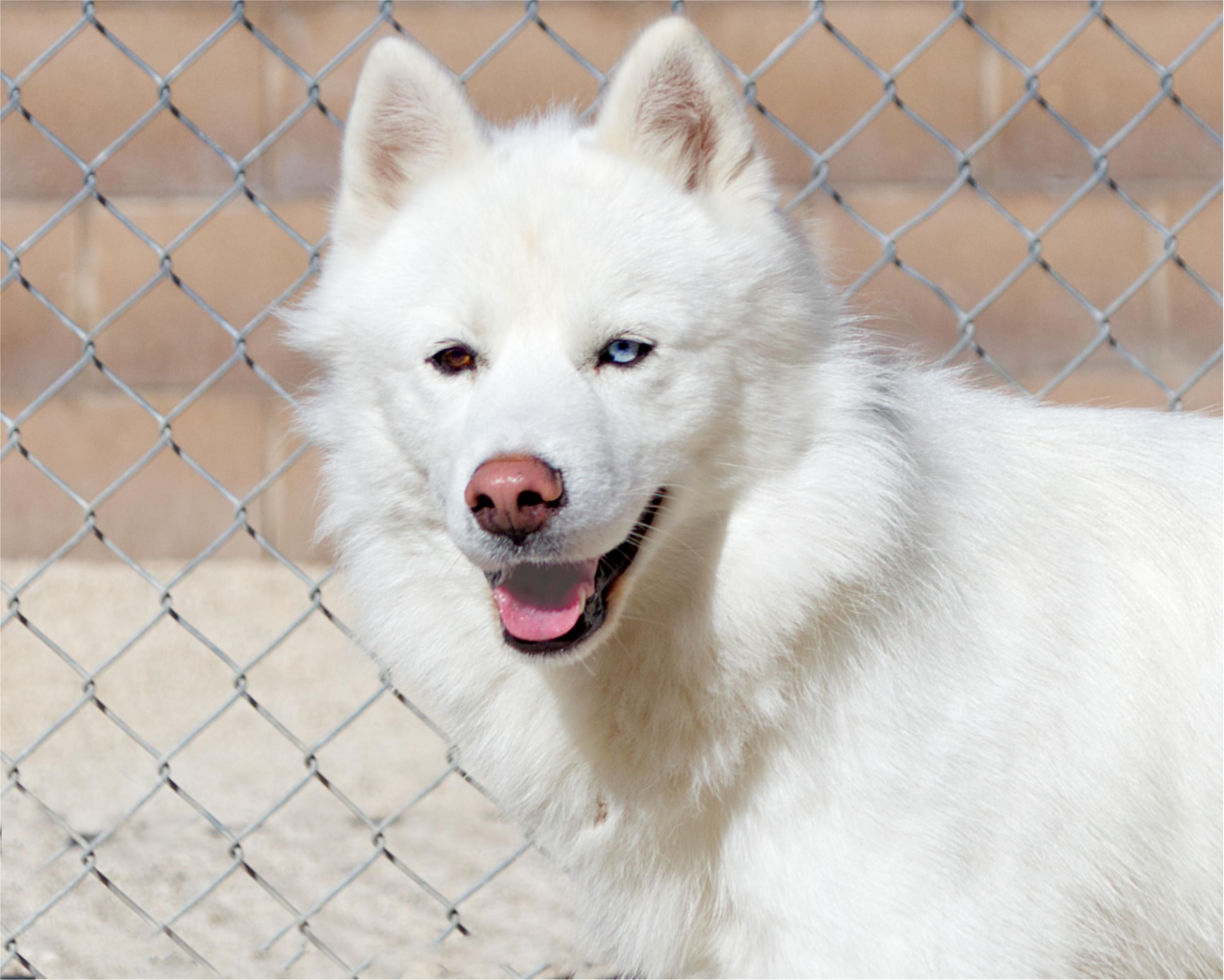 Enlarge Tom, a Adoptable mixed breed in Winnipeg, MB image 2/4