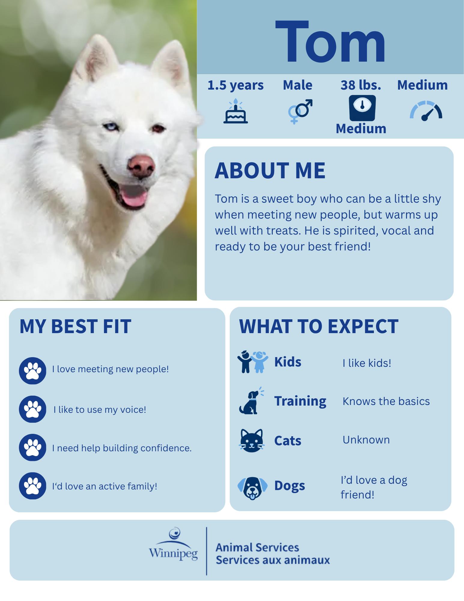 Tom, Adoptable, Adult Male American Eskimo Dog & Husky.