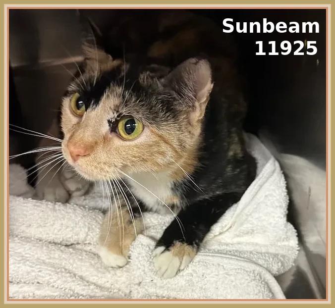 SUNBEAM (also see SHADOW)