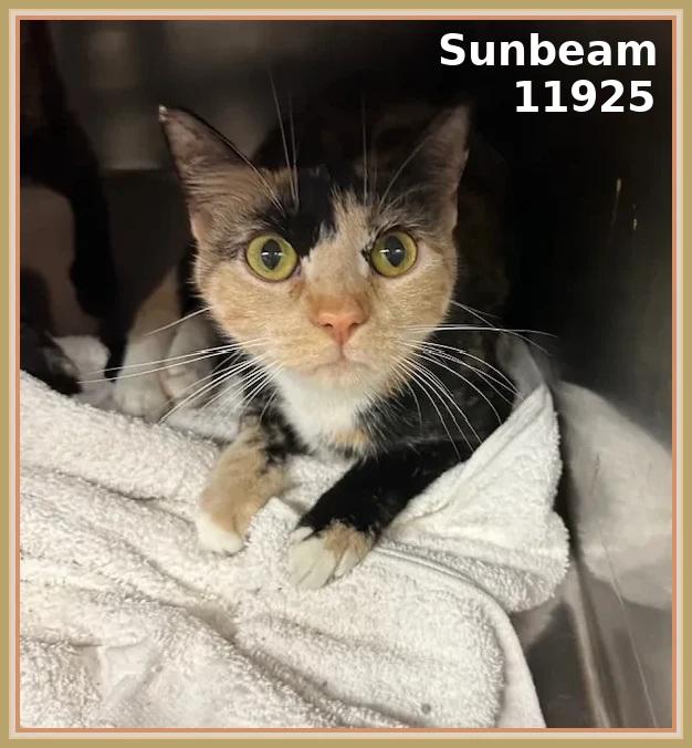 Meet Sunbeam ID 11925  Kennel 644 Breed Domestic Shorthair Mix  Color Tortoiseshell Sex Femal