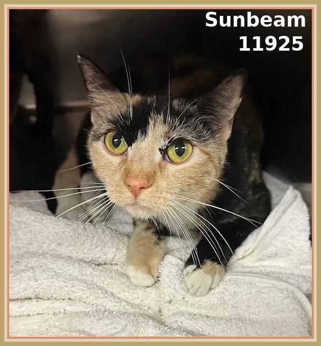 SUNBEAM (also see SHADOW)