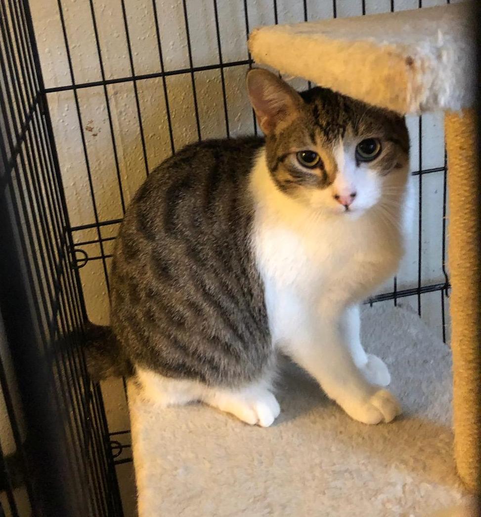 Enlarge Shy Ronnie, a Adoptable Domestic Short Hair in Los Alamitos, CA image 1/4