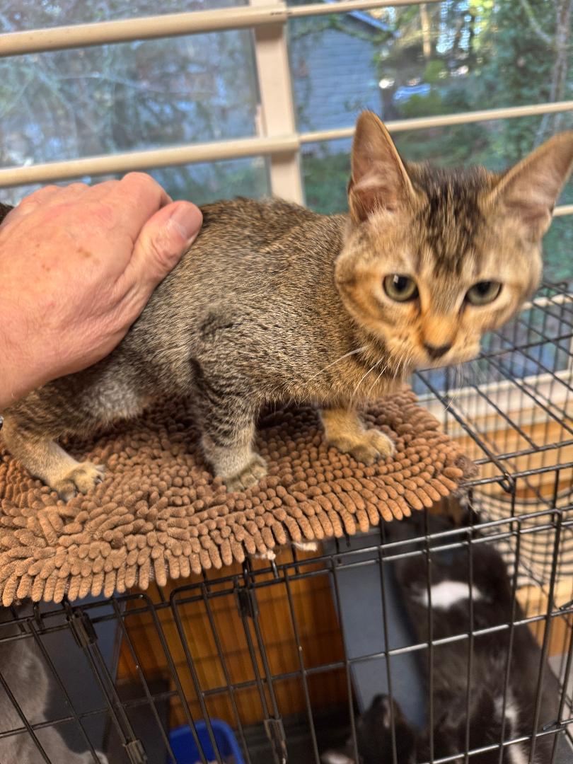 Gizmo, ADOPTABLE, Young Female Tabby.