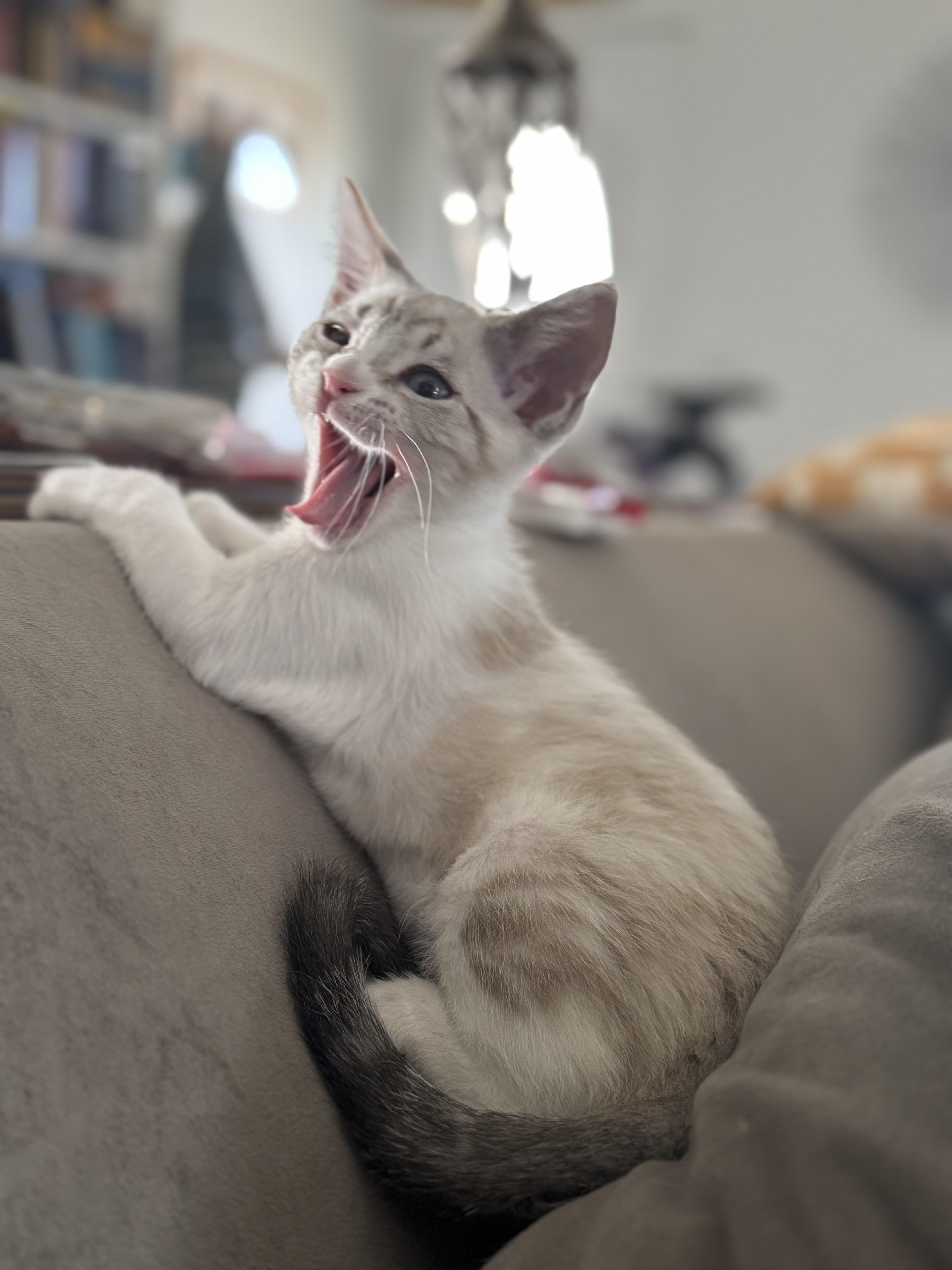 Missy Misdemeanor