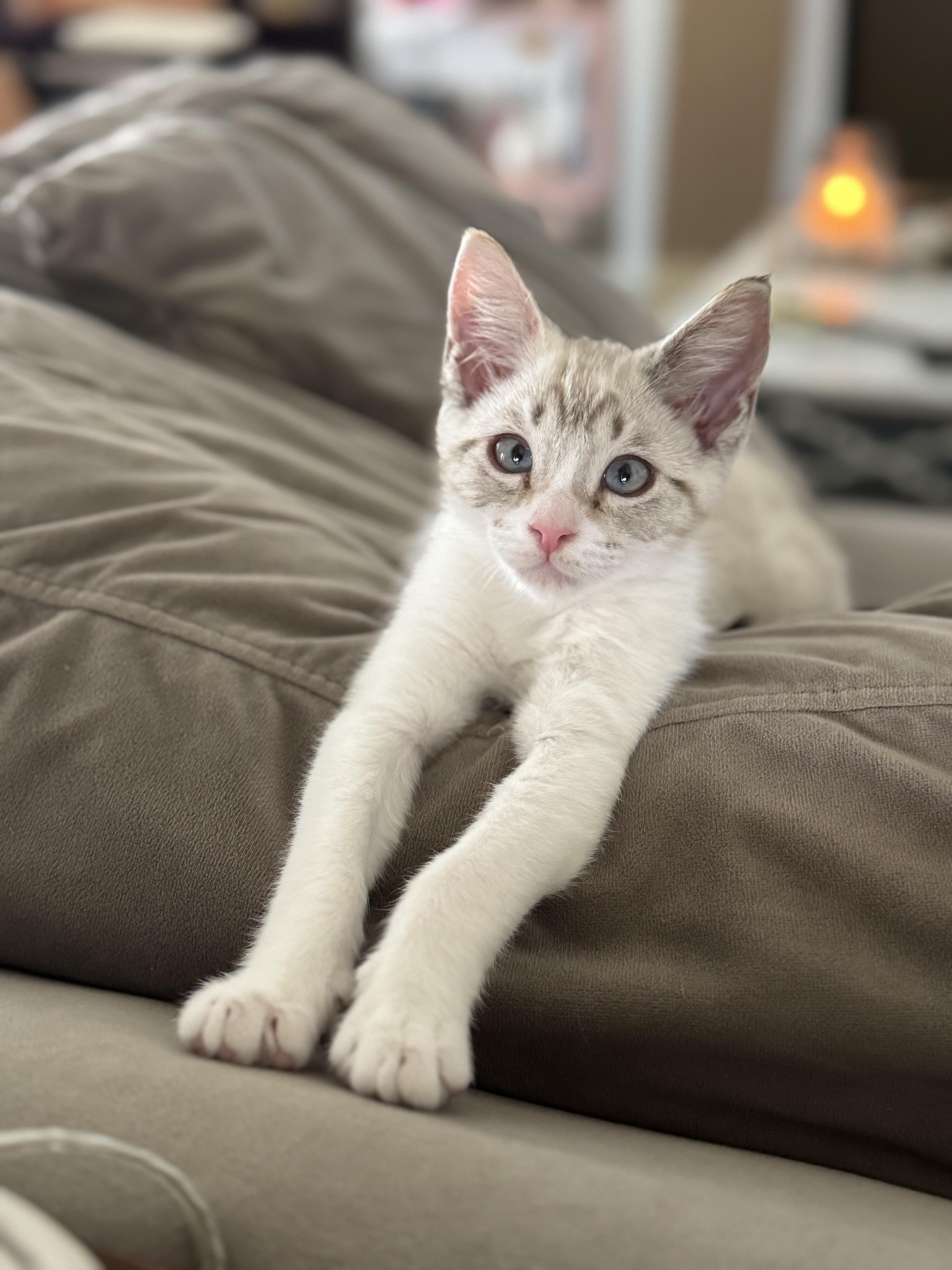 Missy Misdemeanor