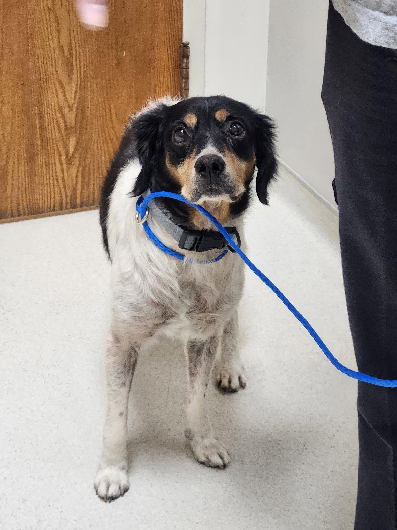 Enlarge GA/Jimmy, a Adopted Brittany Spaniel in Baldwinsville, NY image 1/3
