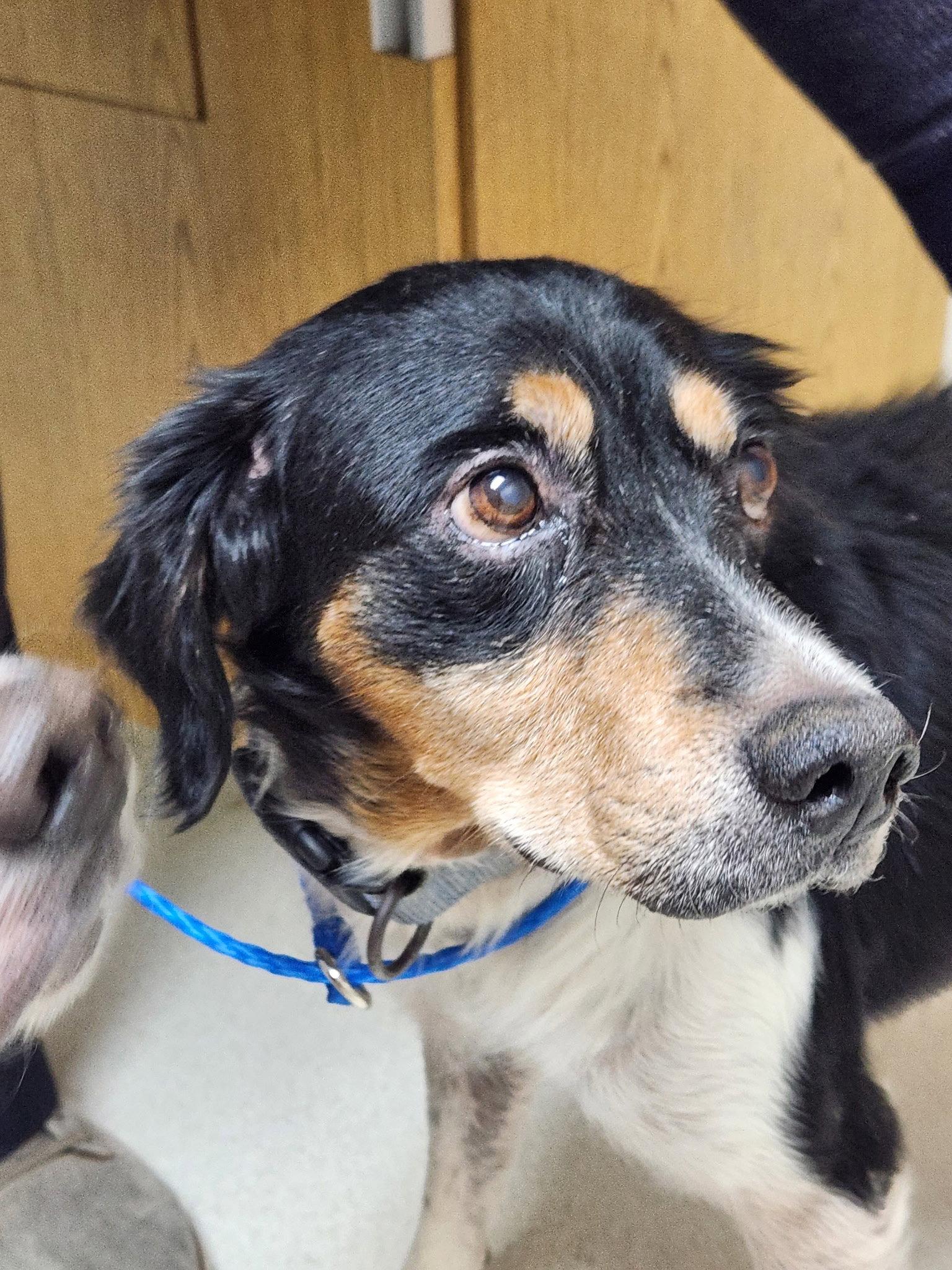 Enlarge GA/Jimmy, a Adopted Brittany Spaniel in Baldwinsville, NY image 2/3