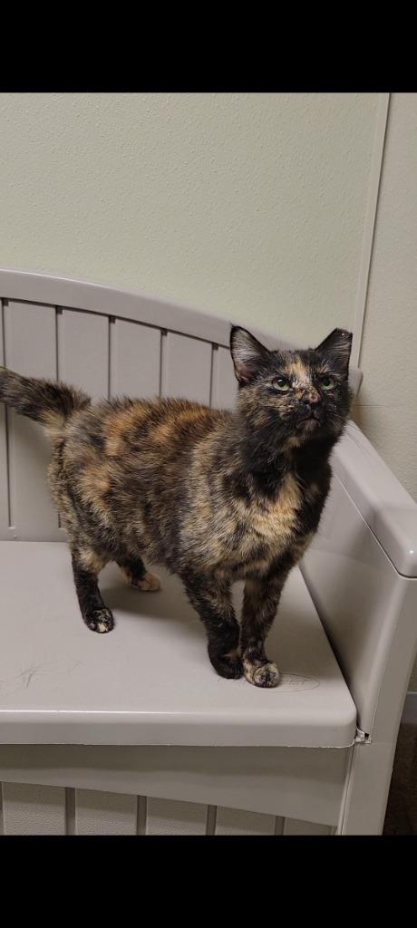 CHEX MIX, Adoptable, Adult Female Domestic Short Hair.