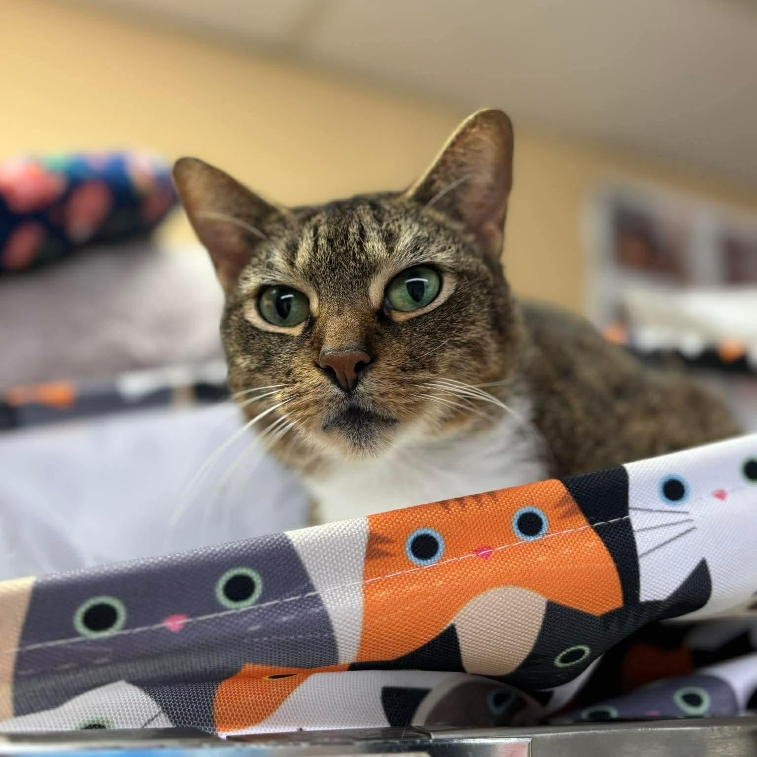 Solomoms, adopted, Adult Female Domestic Short Hair.