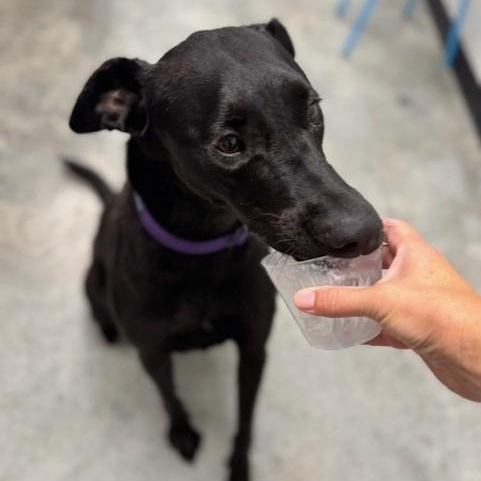 Nova, a Adoptable mixed breed in Williston, VT image 5/6