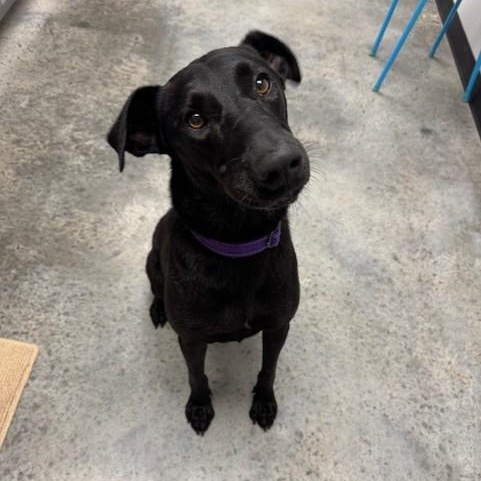 Nova, a Adoptable mixed breed in Williston, VT image 2/6