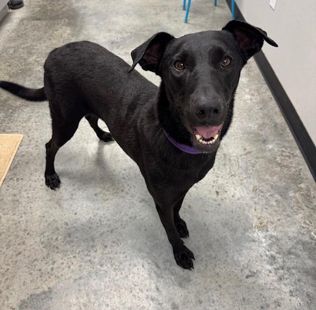 Nova, a Adoptable mixed breed in Williston, VT image 4/6