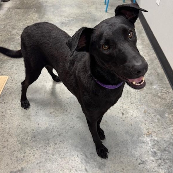 Nova, Adoptable, Young Female Labrador Retriever.