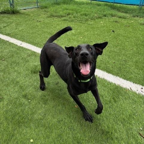 Nova, a Adoptable mixed breed in Williston, VT image 6/6